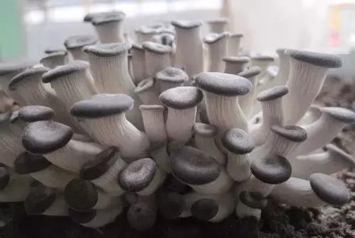 在家种蘑菇的小方法,蘑菇要怎么种才能种出很多的蘑菇