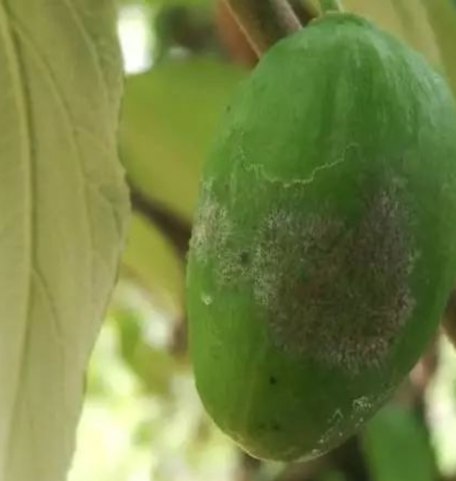 大青枣黑点病的防治,白垩病危害和防治方法