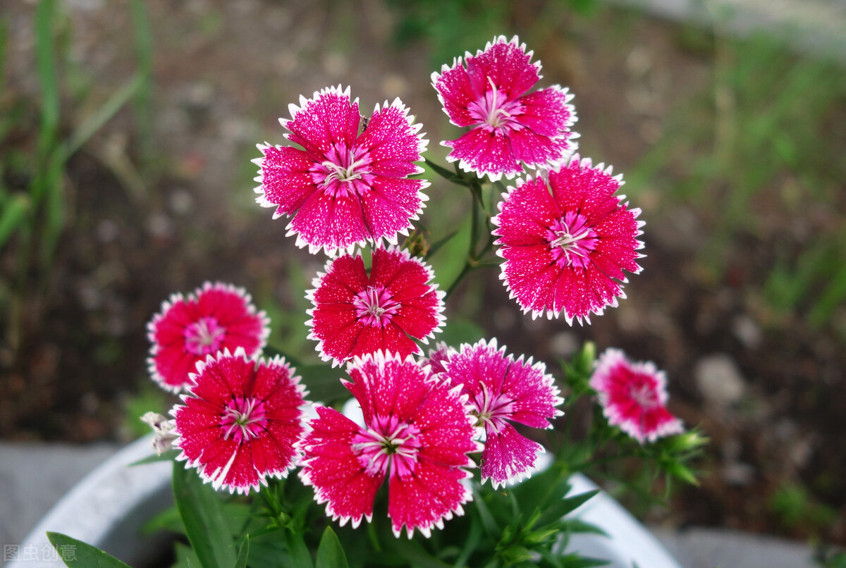 郁郁葱葱的多肉植物,适合阳光足的一年四季开花的植物