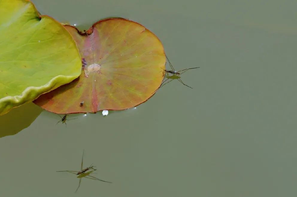 欣赏西湖的全景太美了,西湖美景实在美怎么也看不够