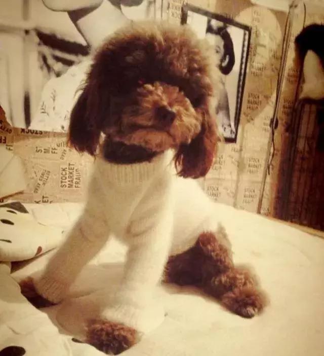 泰迪狗怎么训练听话,泰迪狗怎么训练大小便