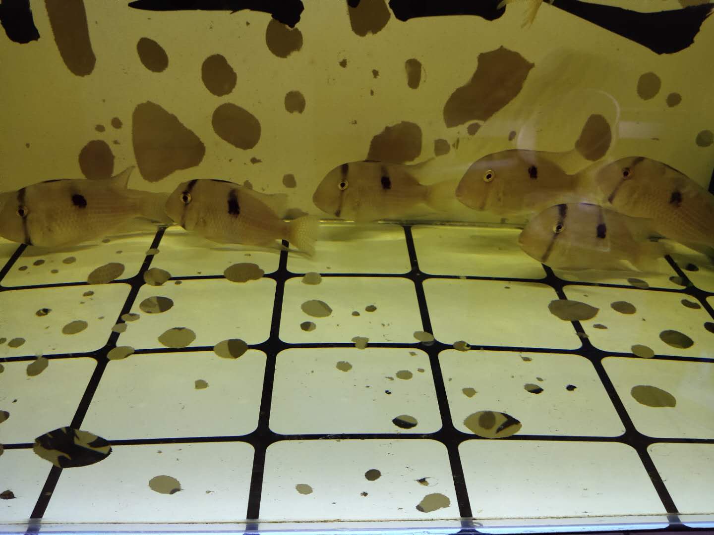 锦鲤观赏鱼到家新鱼烂身怎么治疗,买的观赏鱼到了怎么处理