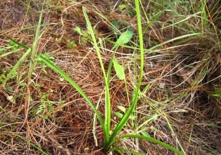 豆瓣兰养护方法,豆瓣兰深养还是浅养