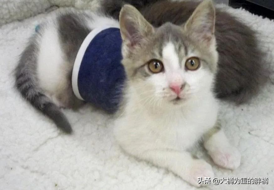 小猫小脑发育不完全,小猫小脑发育不全