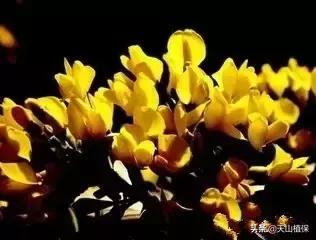 戈壁当中最常见的植物,在野外都能捡到的稀有植物