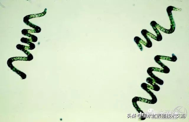 100种水产藻类,水产藻类图谱及名称