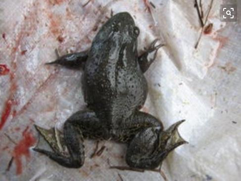 牛蛙出现败血症会传染么,冬天牛蛙得了脑膜炎还能活多久