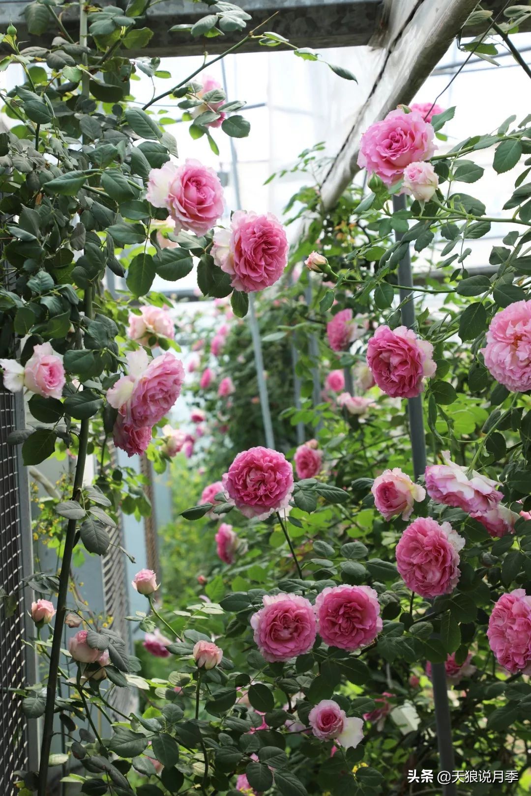 4月最浪漫的一次花开，是171个低价月季小苗带来的巅峰时刻！