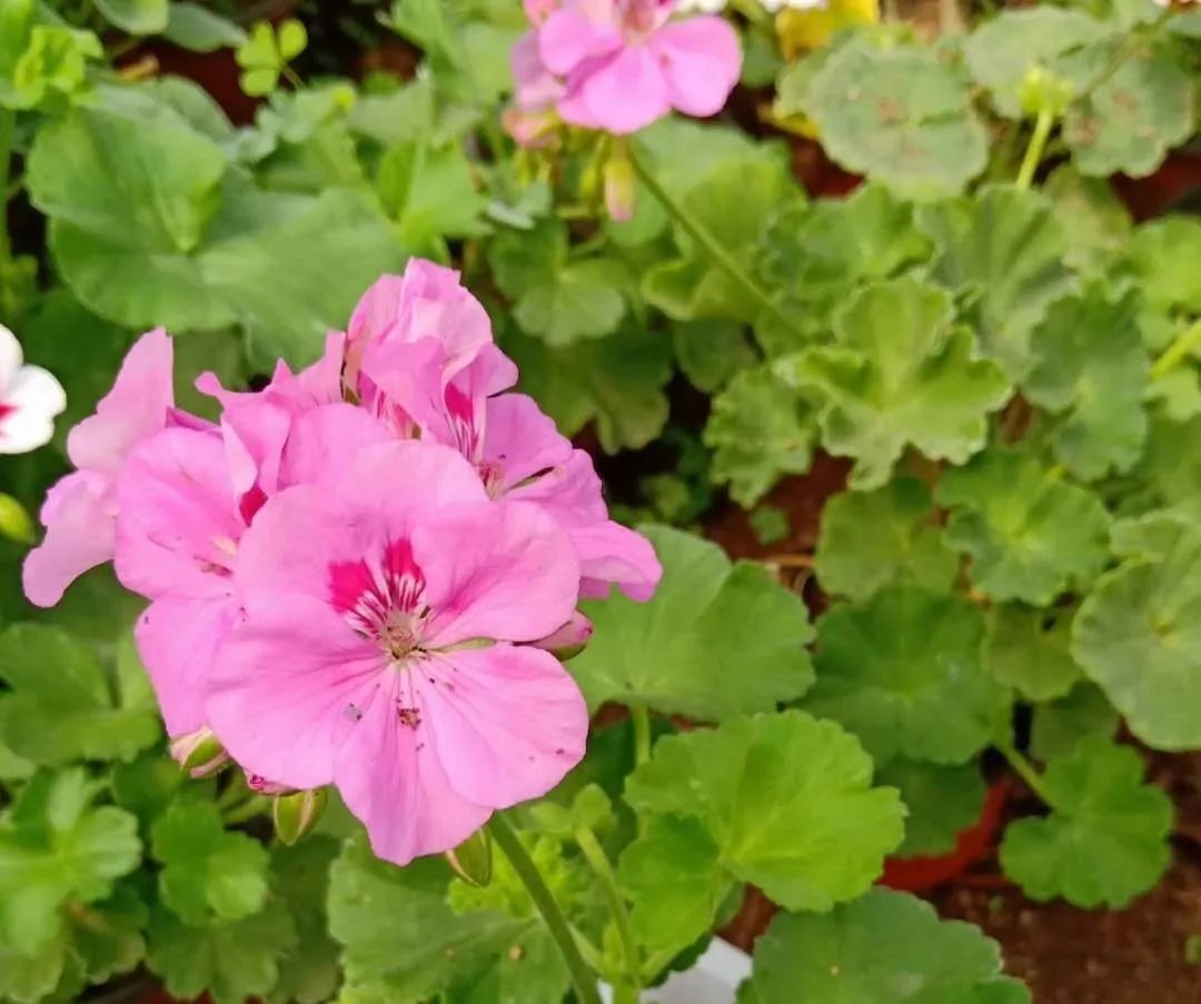 这种花别乱浇水水越多越不开花,这种花不怕冷好养易活