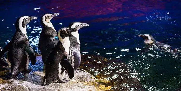 【89元】上海长风海洋世界早鸟票，抢先体验全息裸眼3D影片！