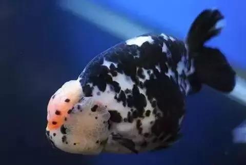 金鱼跟热带鱼哪个好养,新手养金鱼还是热带鱼好