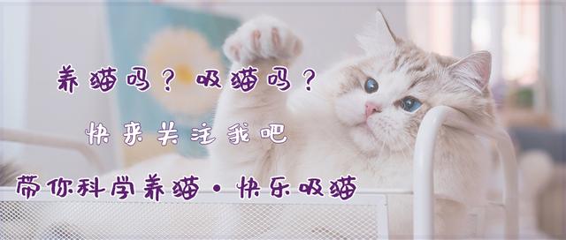 猫咪胡须对猫有什么影响,猫咪的胡子能招财吗