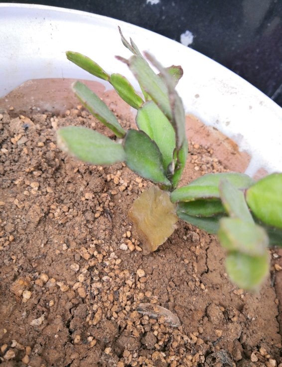 蟹爪兰烂根怎么补救,蟹爪兰总是烂根怎么办