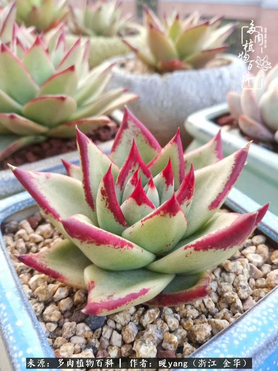 养多肉是业余的纯粹是爱好,每晚7点教您快速入门养多肉