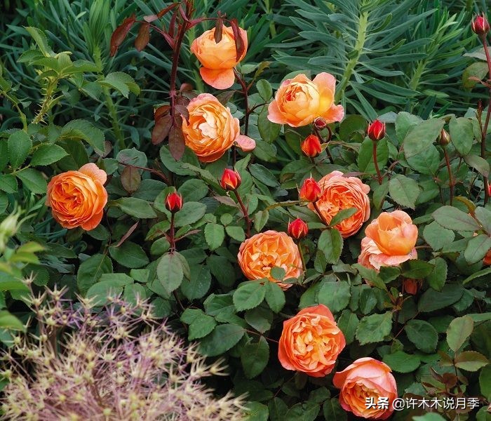 奥斯汀花型月季推荐,奥斯汀月季2020新品种