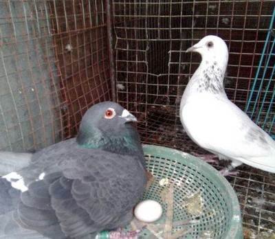 从雏鸟长到成年要多长时间,刚出壳的幼鸟大鸟怎么喂养幼鸟