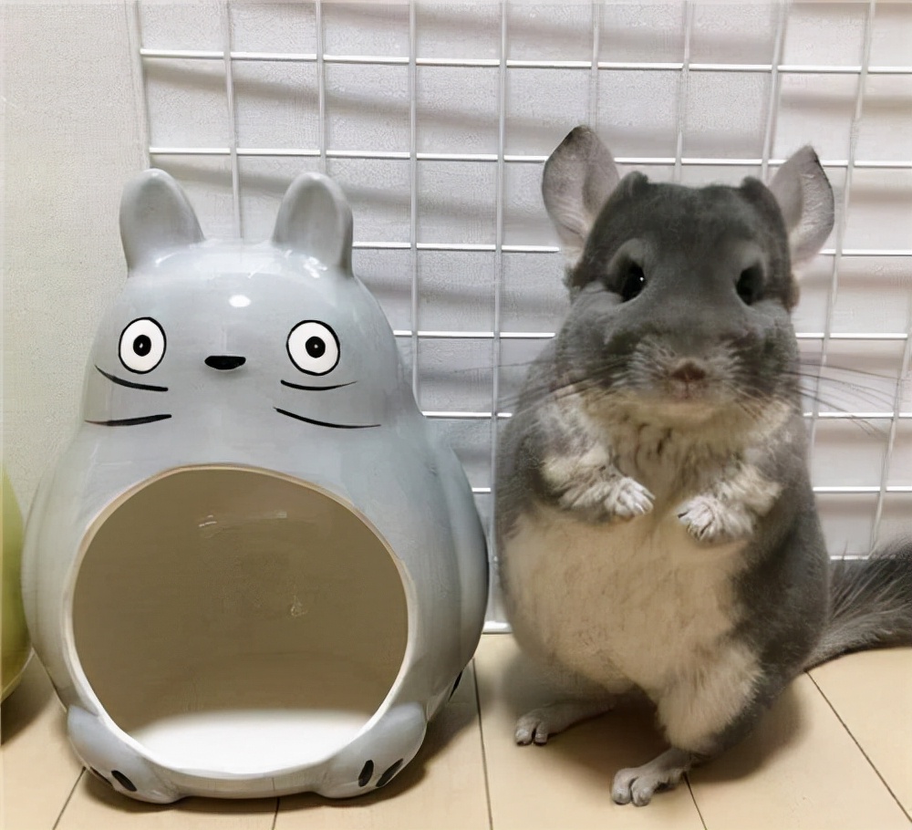 最适合懒人养的宠物前十名,适合懒人养的十大宠物