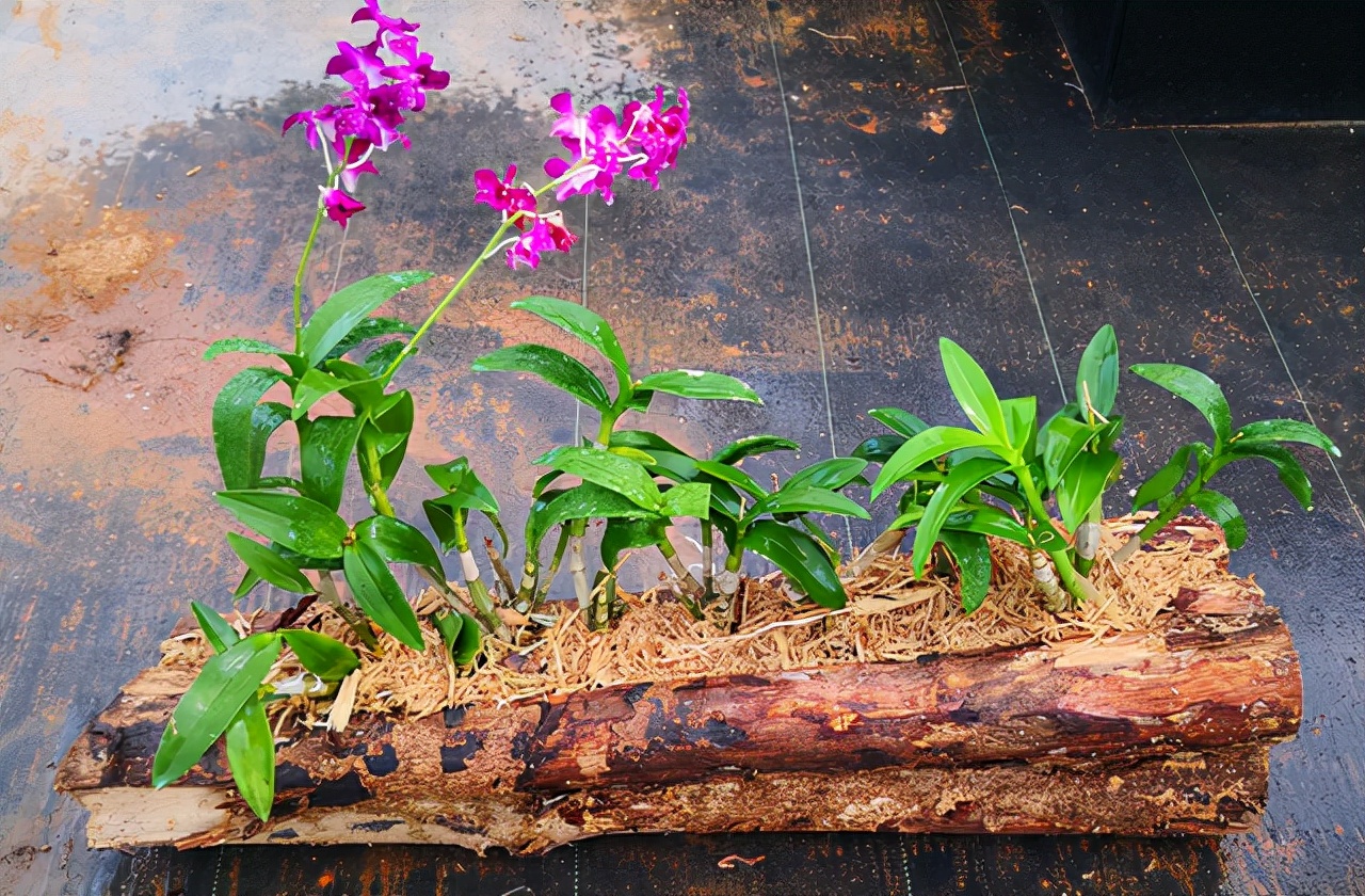 一年四季不死的十种花水养,浇水过多死的植物