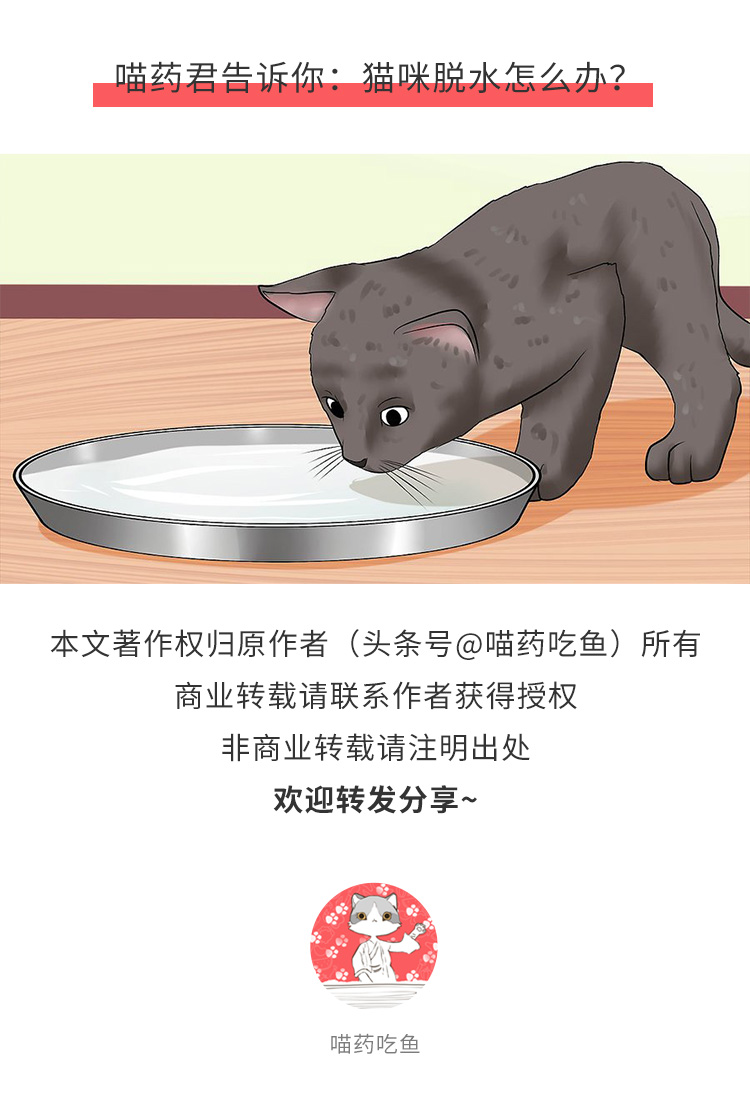 什么情况会导致猫咪脱水,猫咪严重脱水是什么症状