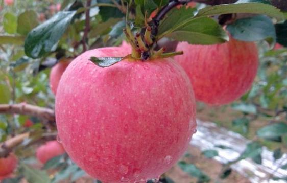 定位到被偷的苹果手机该如何找回,为什么很多假冒洛川苹果