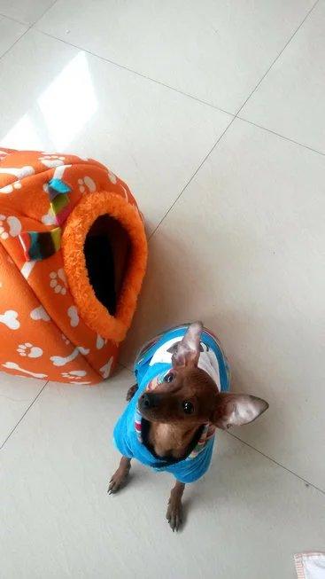 伸舌头的小鹿犬,爱洗澡的小鹿犬