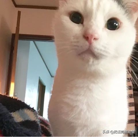 当小猫咪遇上大型犬,当小猫咪遇到大狗狗真是太温馨了