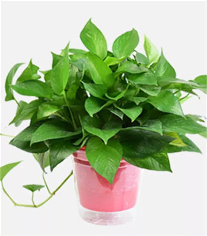 防蚊虫的花草绿植适合在院子种植,杀菌抗菌抑菌的15种花卉绿植