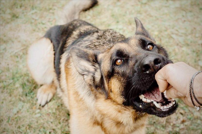 如何惩治恶犬,如何制止恶犬