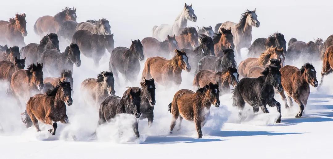 美丽伊犁简介,美丽新疆伊犁