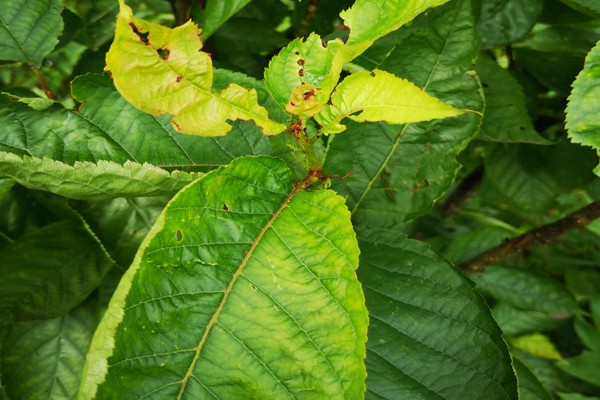 大樱桃黄叶是得补铁吗,樱桃也要保果吗