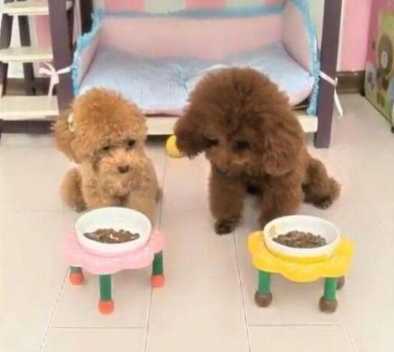 贵宾犬的寿命有多长,贵宾犬的寿命一般多少