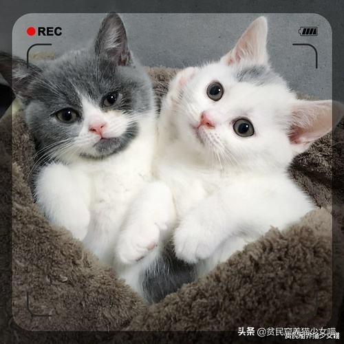 为什么不建议家养宠物猫笼养,猫咪笼养的标准是什么