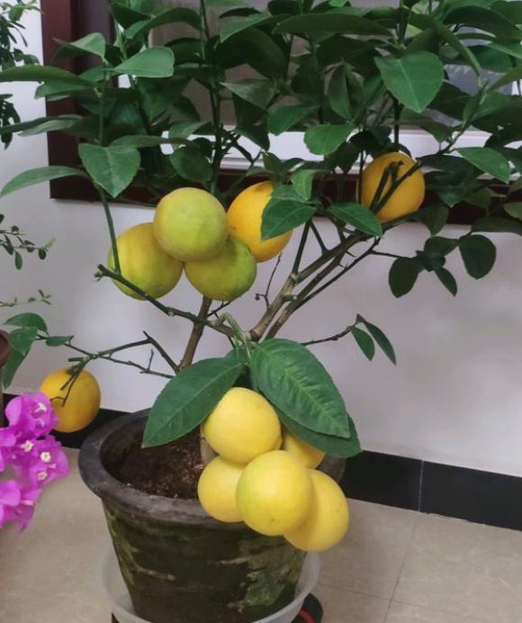 盆栽柠檬树怎么不结果,柠檬树盆栽不结果什么原因