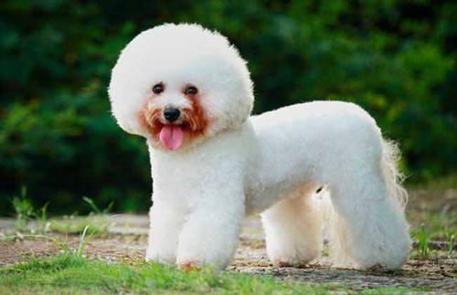 适合比熊的进口天然狗粮排行榜,比熊狗粮去泪痕排行榜