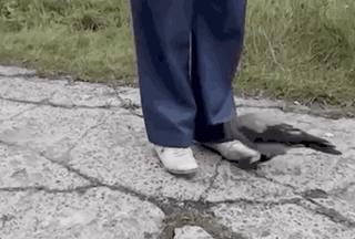 ofo真的能撑到最后吗,ofo硬核翻盘指南