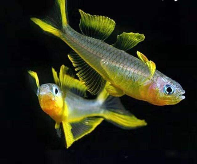 鱼饲料是给懒人用的，还原活食的老三样，回归观赏鱼的自然食谱