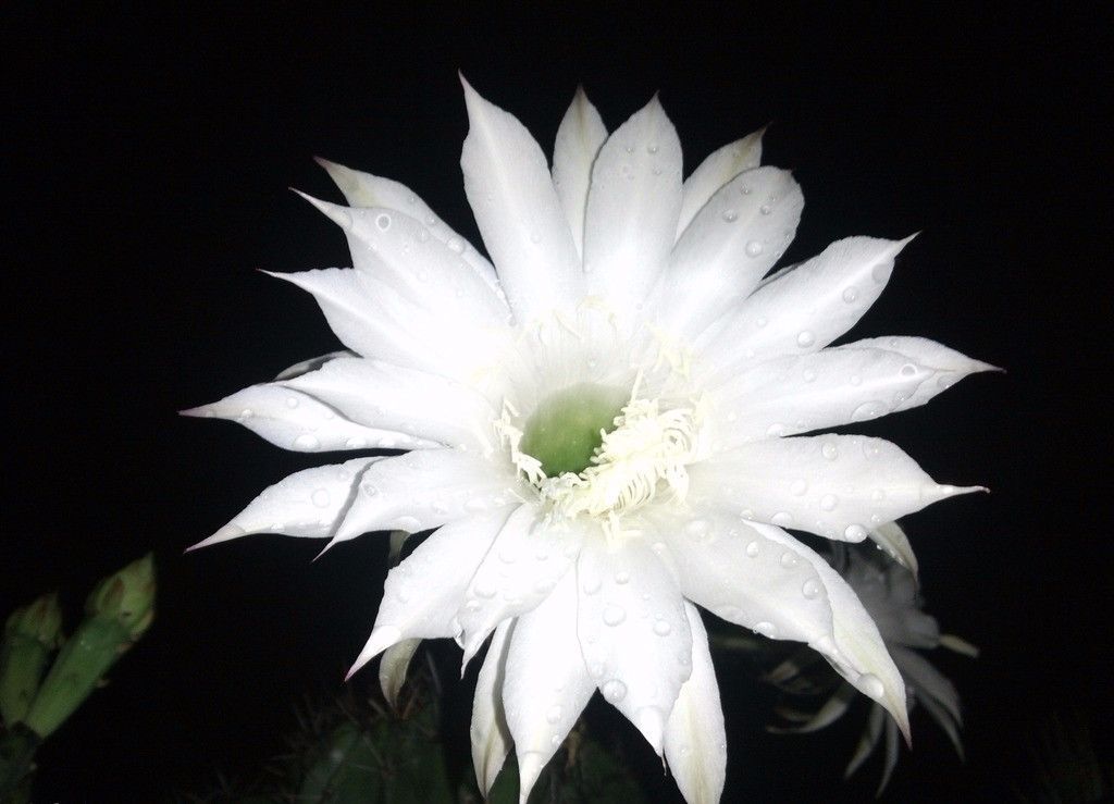 100种常见观叶植物图鉴史上最全,农村常见的100种植物