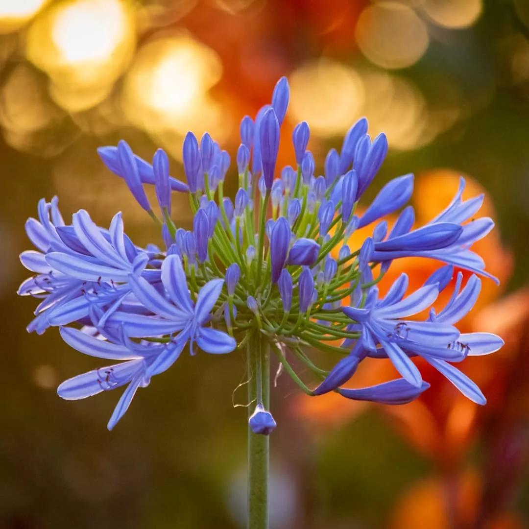 可以在室内燃放的烟花爆竹,植物烟花可以放室内吗