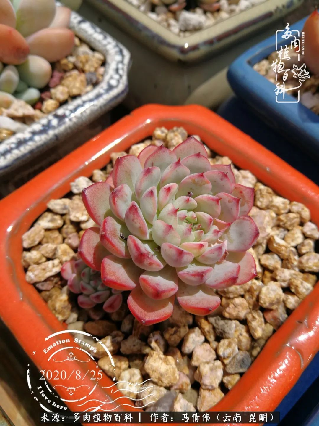 熬过了夏天的多肉,多肉熬过夏天惊艳整个秋天