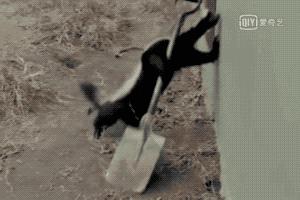 平头哥蜜獾照片,蜜獾平头哥动物科普