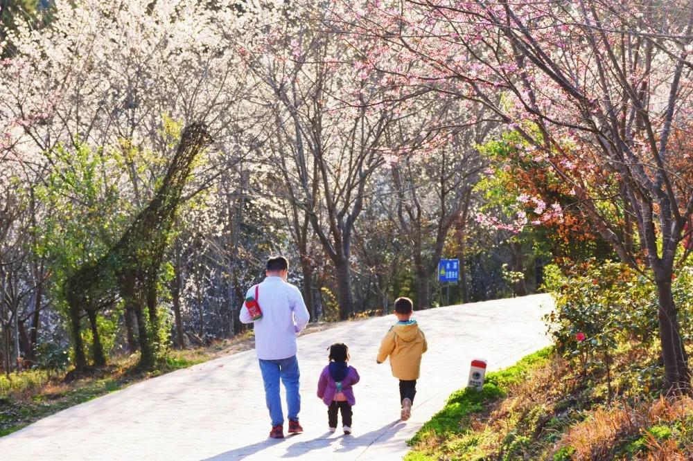 阳春3月桃花与油菜花交相辉映,三月的油菜花和樱花好看吗