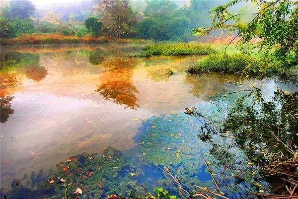 南雄最美银杏,广东美丽的银杏图片