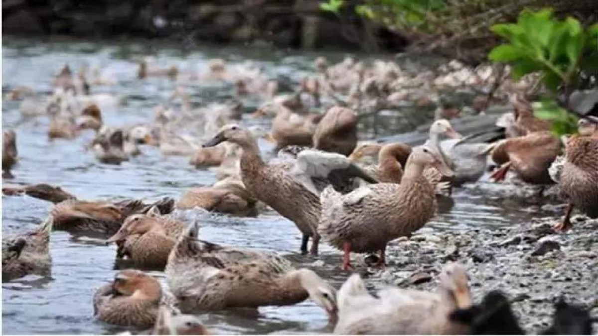 被央视点名的海鸭蛋遭频繁退货，不是质量问题，商家：我很无奈