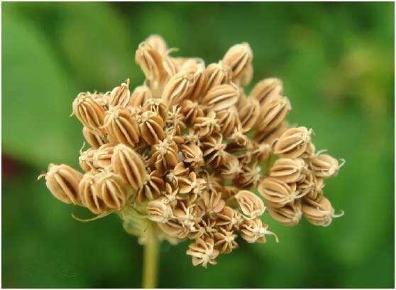 老牌国货肤美灵,被遗忘的护肤品牌