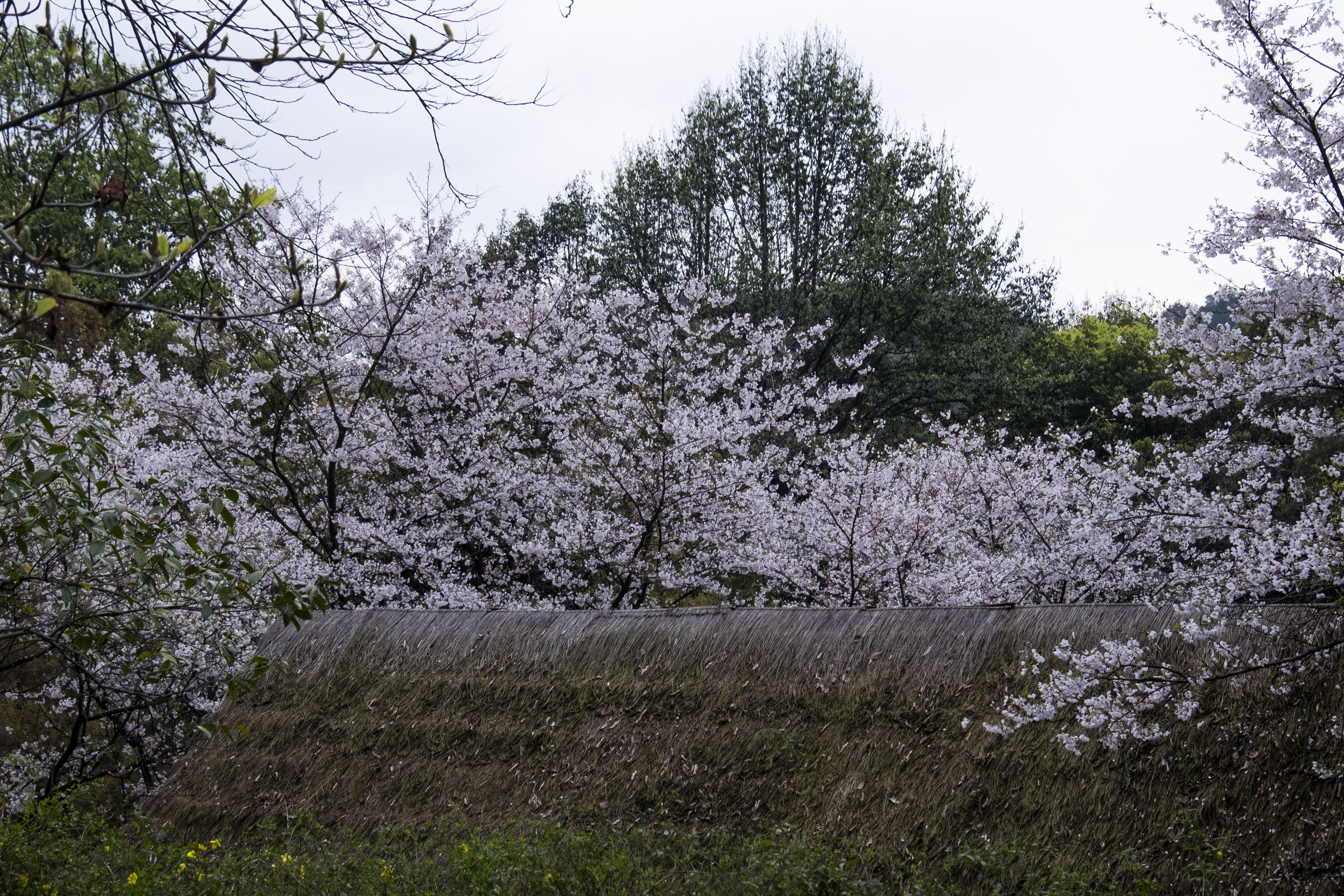 西湖龙井春茶季,龙井茶西湖明前春茶