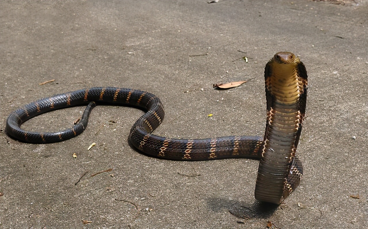 农户家中惊现两米长剧毒眼镜王蛇,发现剧毒的眼镜王蛇需要怎么处理