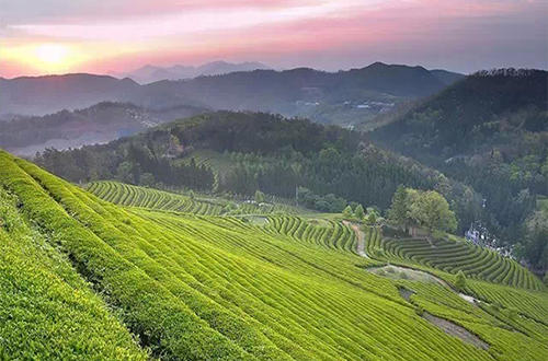 贵州名茶都匀毛尖茶加工技术,都匀毛尖是中国十大名茶英文翻译