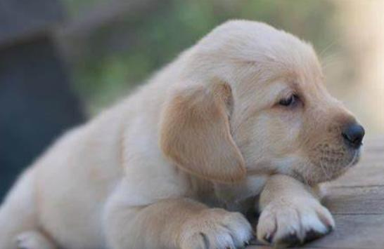 小狗一个人晚上睡觉会害怕吗,小狗晚上突然变得害怕的原因