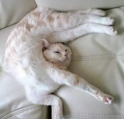 一只灵魂画手遇到猫,分享一组灵魂画手的作品