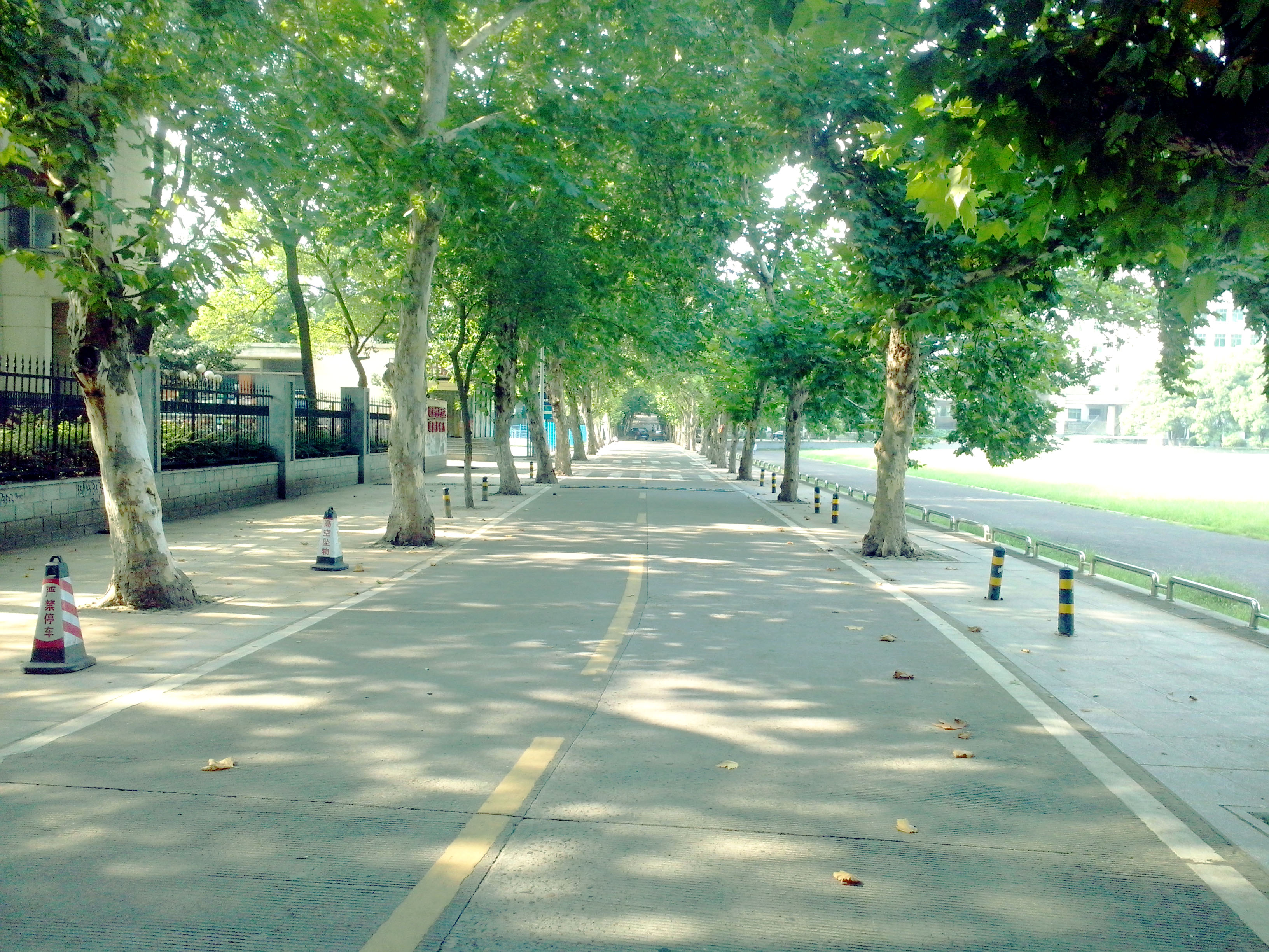 香樟往事,香樟往事电子版